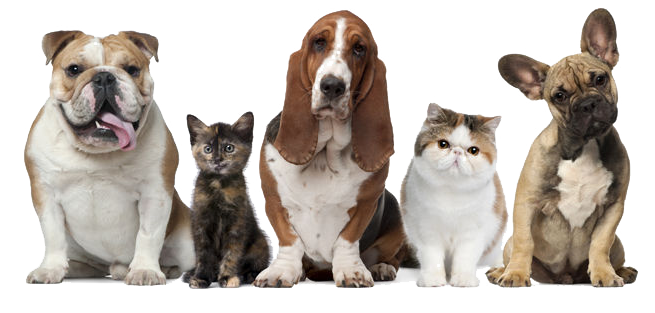 Animaux de compagnie 1